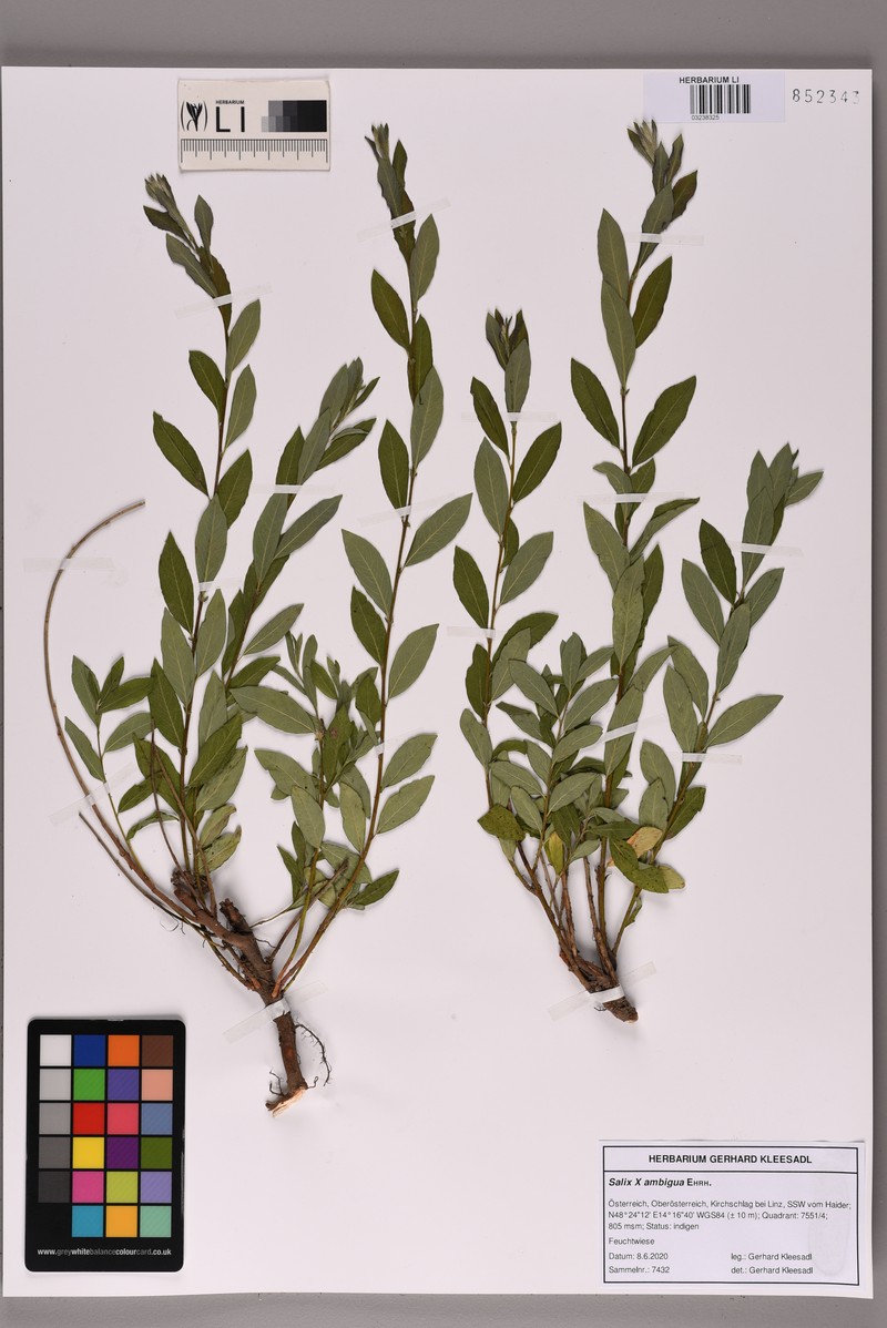 Salix × ambigua photo 3