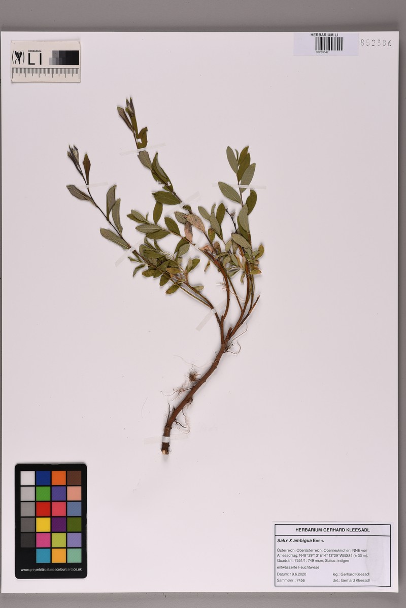 Salix × ambigua photo 4