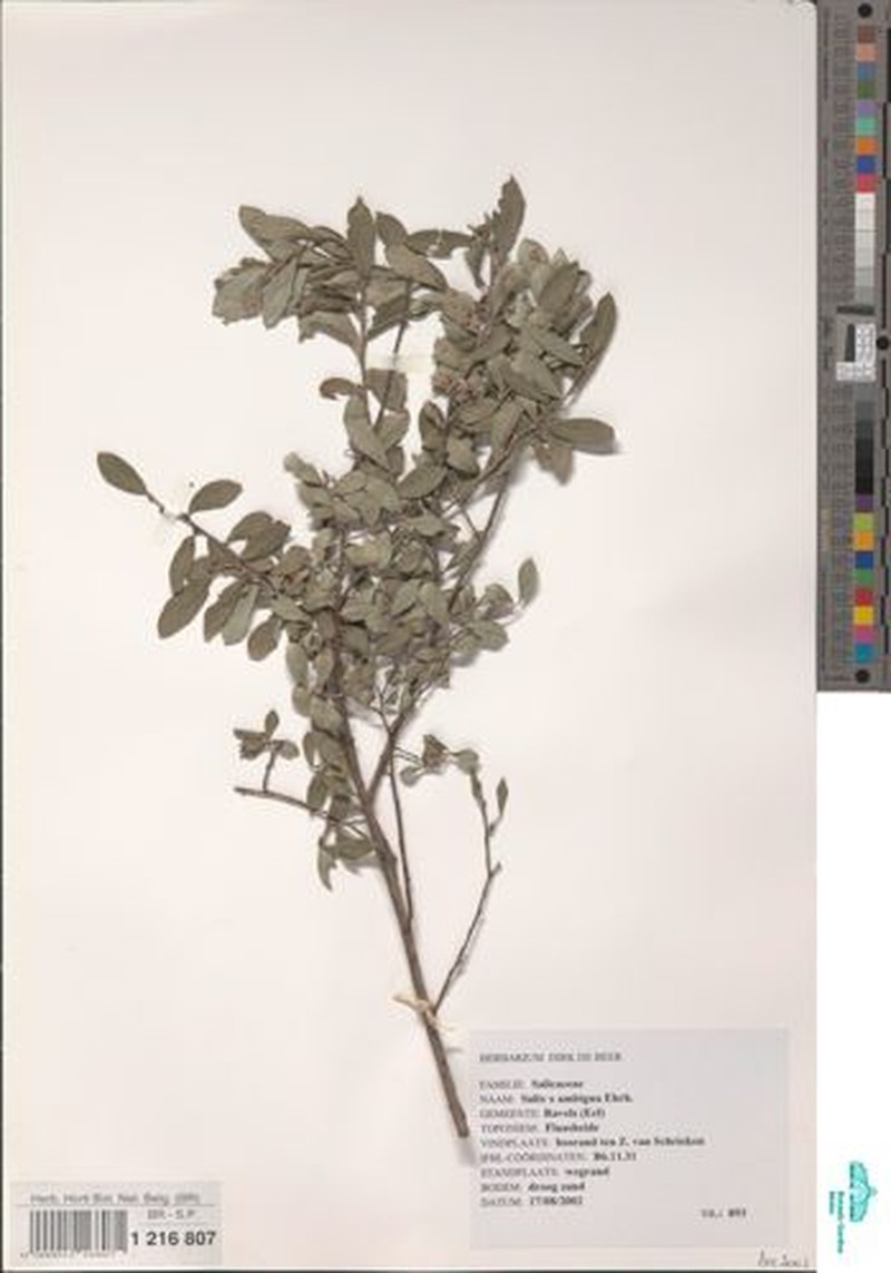 Salix × ambigua photo 5