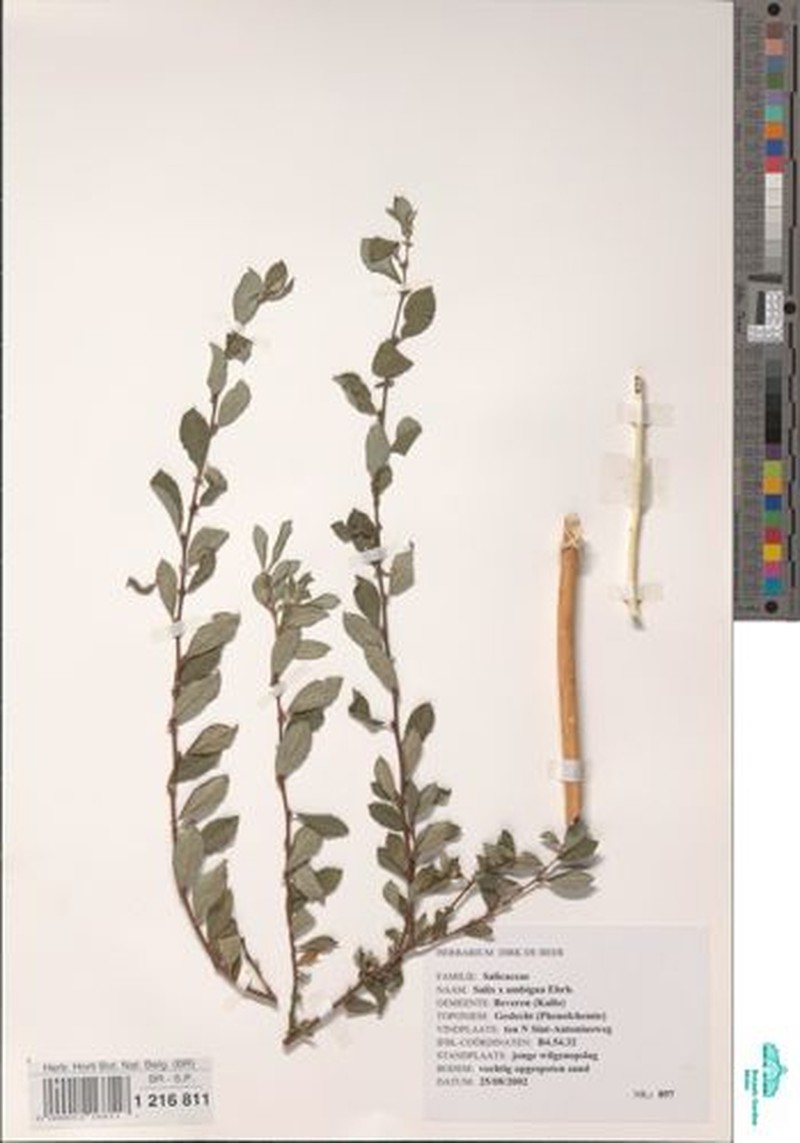Salix × ambigua photo 6