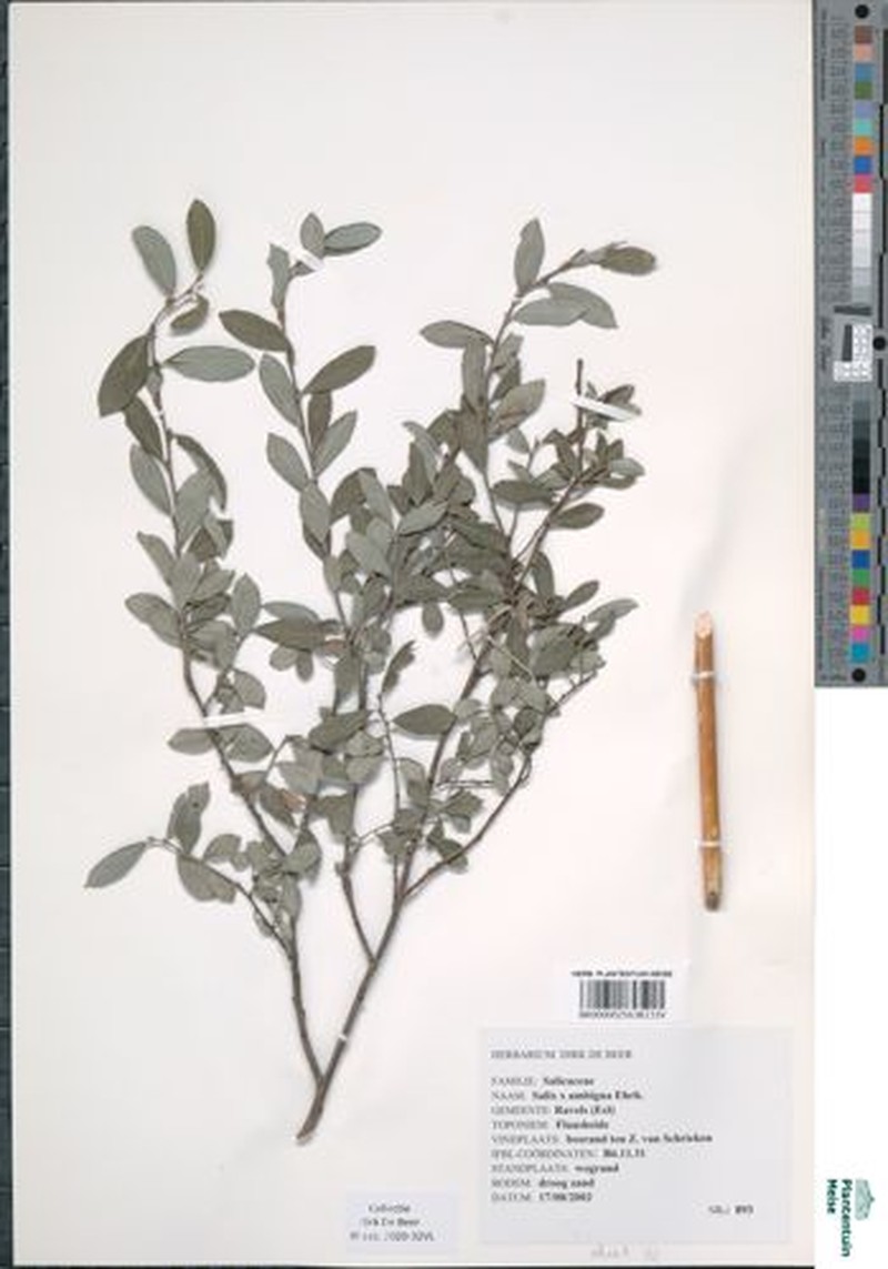 Salix × ambigua photo 7