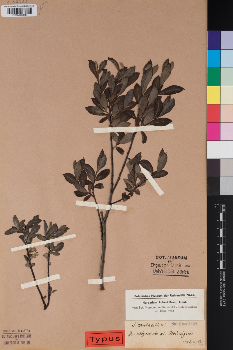Salix × ambigua nothosubsp. ambigua