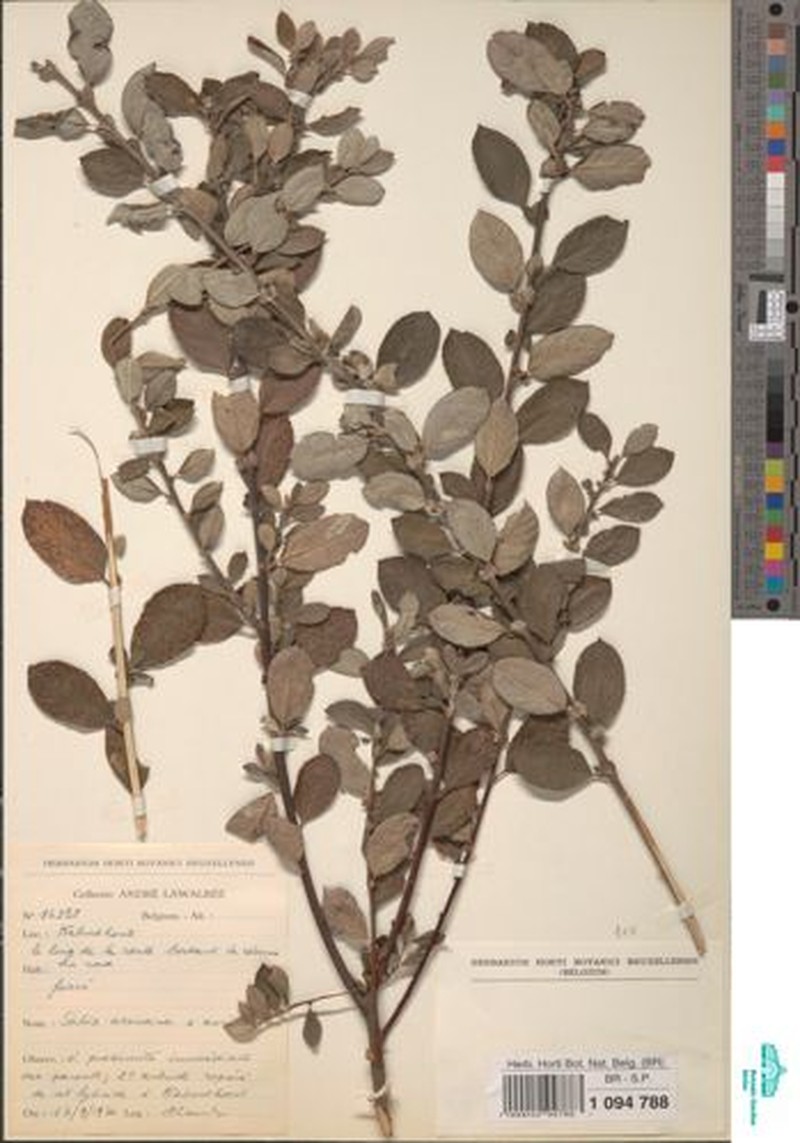 Salix × ambigua nothosubsp. maritima