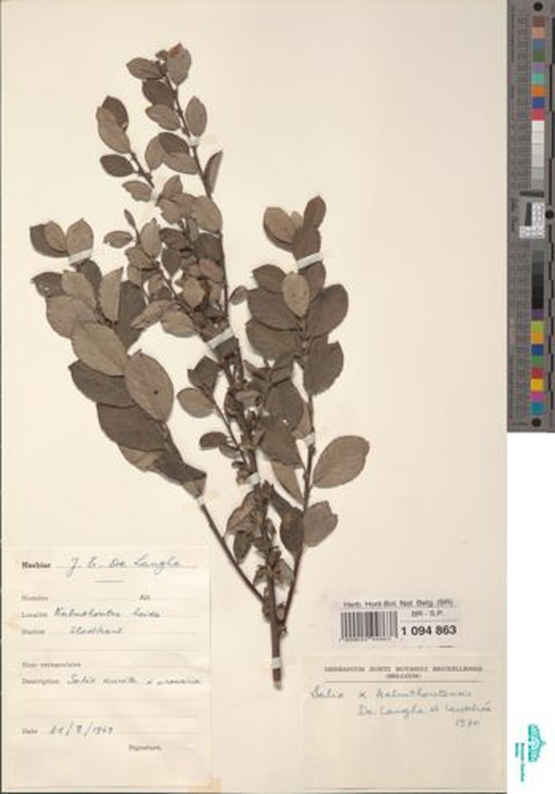 Salix × ambigua nothosubsp. maritima photo 2