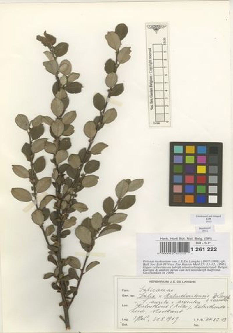 Salix × ambigua nothosubsp. maritima photo 3