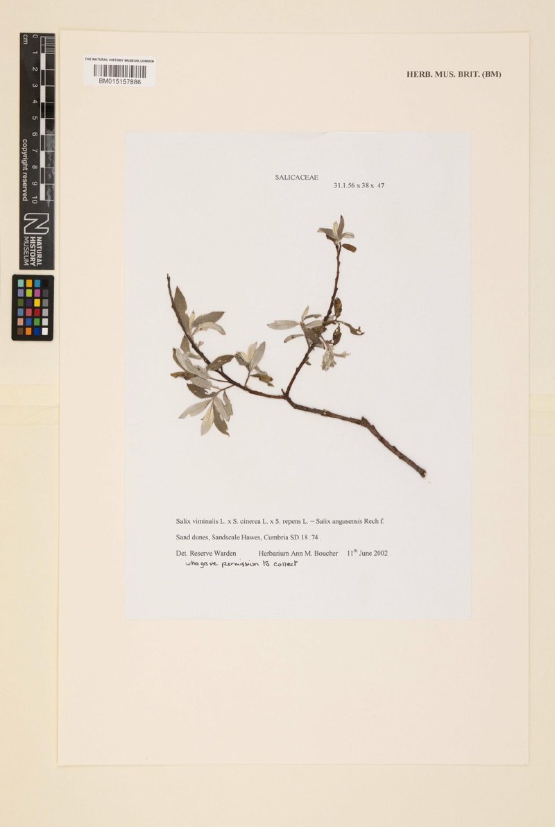 Salix × angusensis