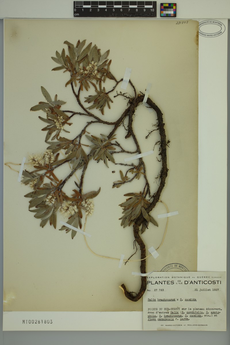 Salix × argusii
