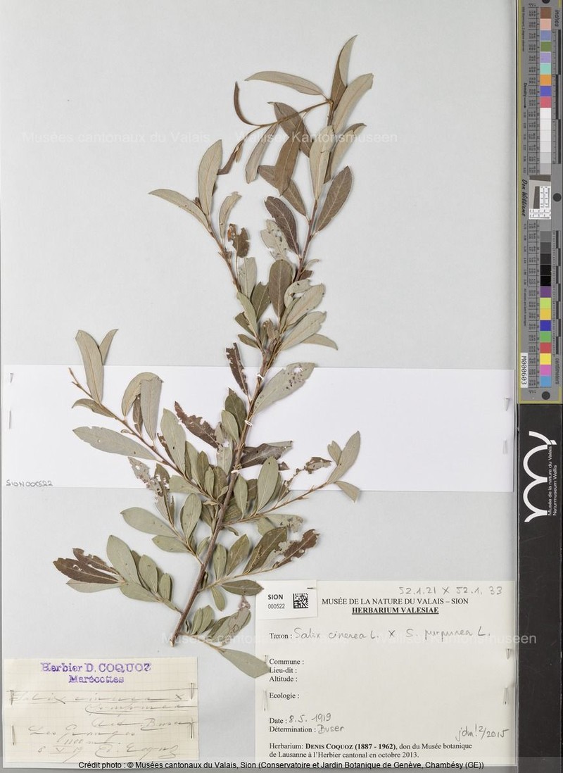 Salix × austriaca