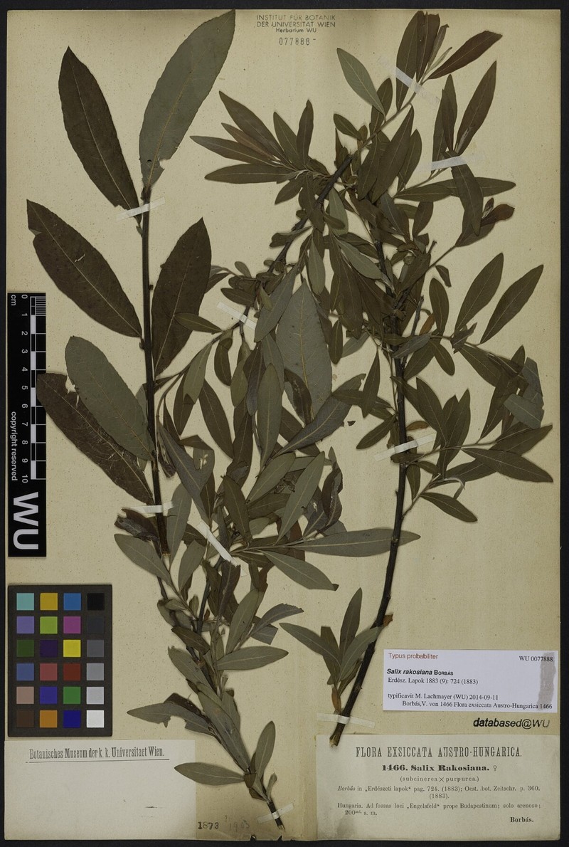 Salix × austriaca photo 2