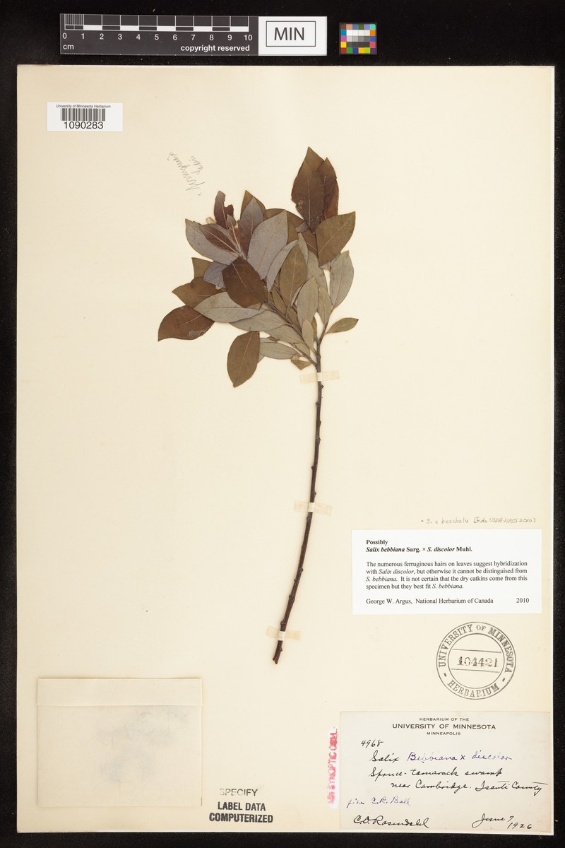 Salix × besschelii
