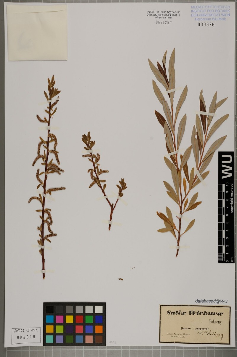 Salix × bifida