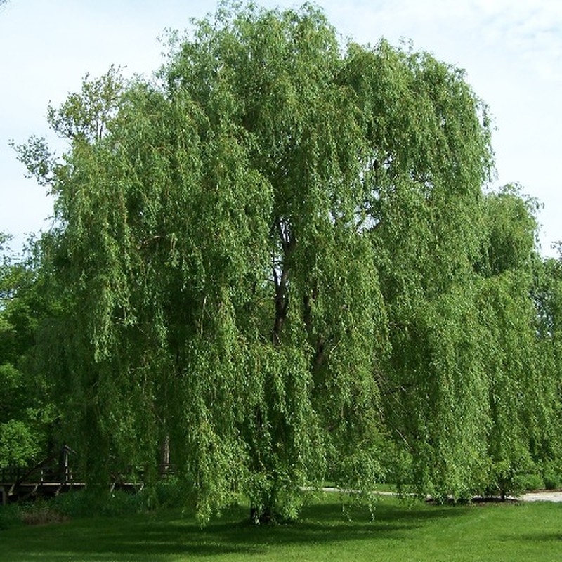 hybrid willow photo 2
