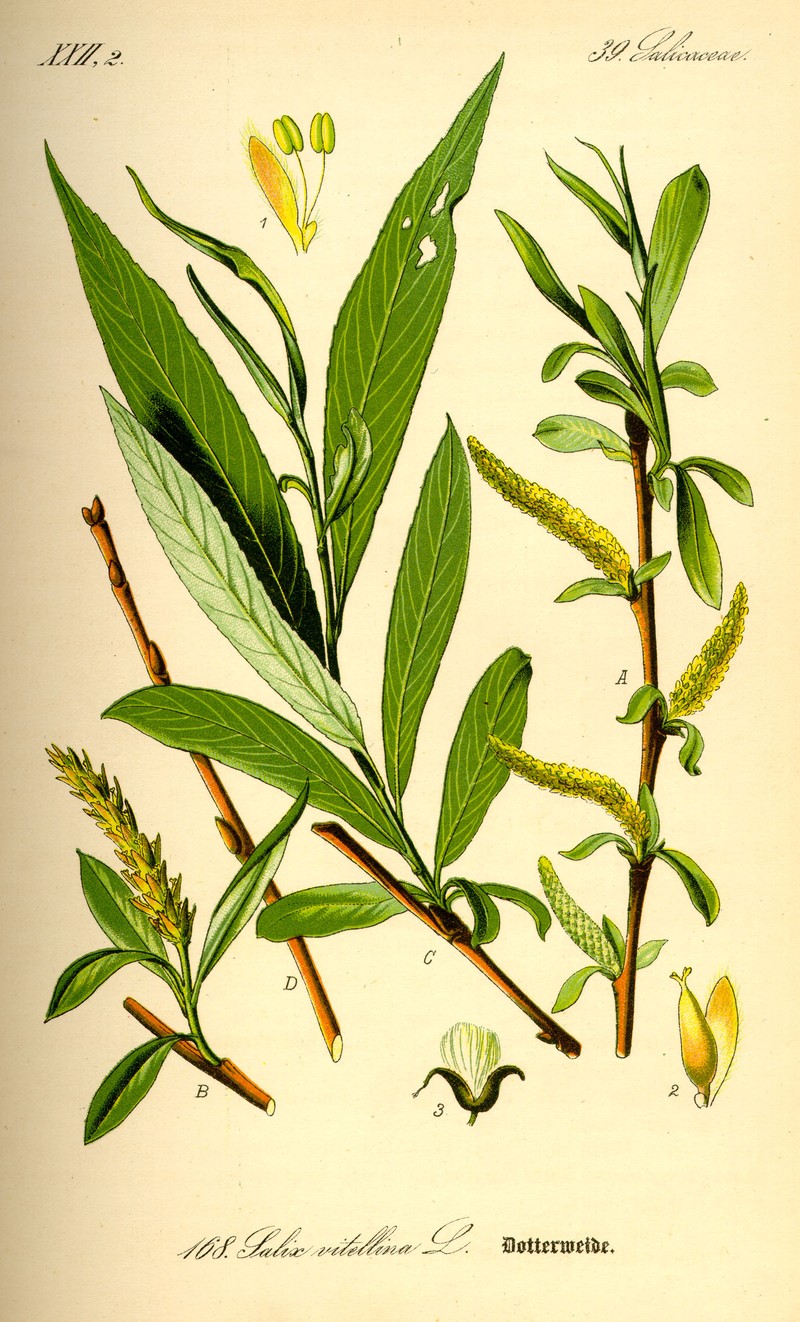 hybrid willow photo 3