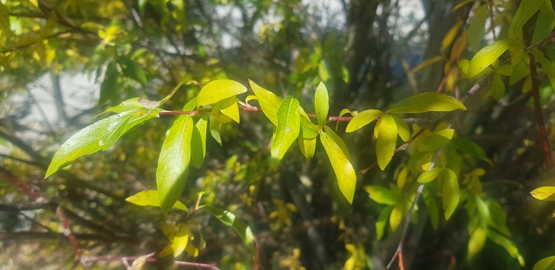 hybrid willow photo 4