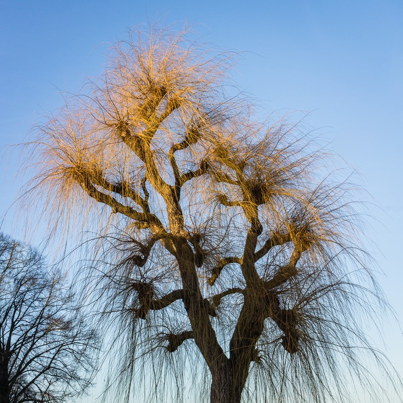 hybrid willow photo 5