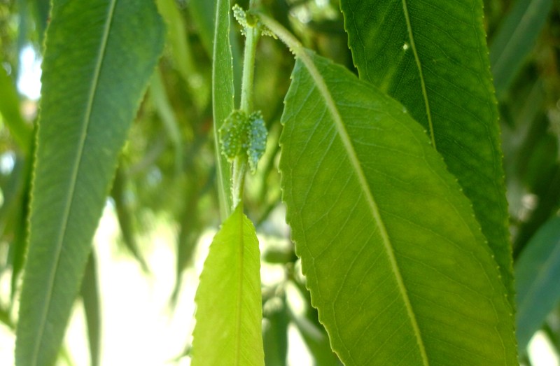 hybrid willow photo 8