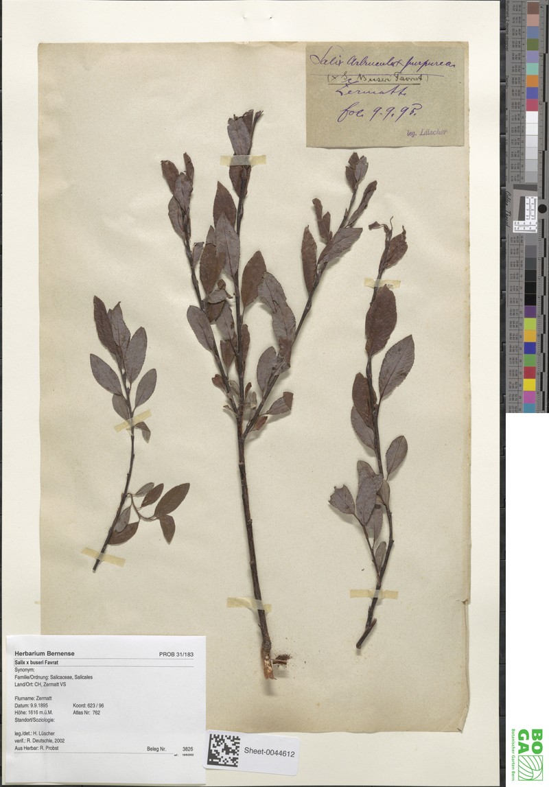 Salix × buseri