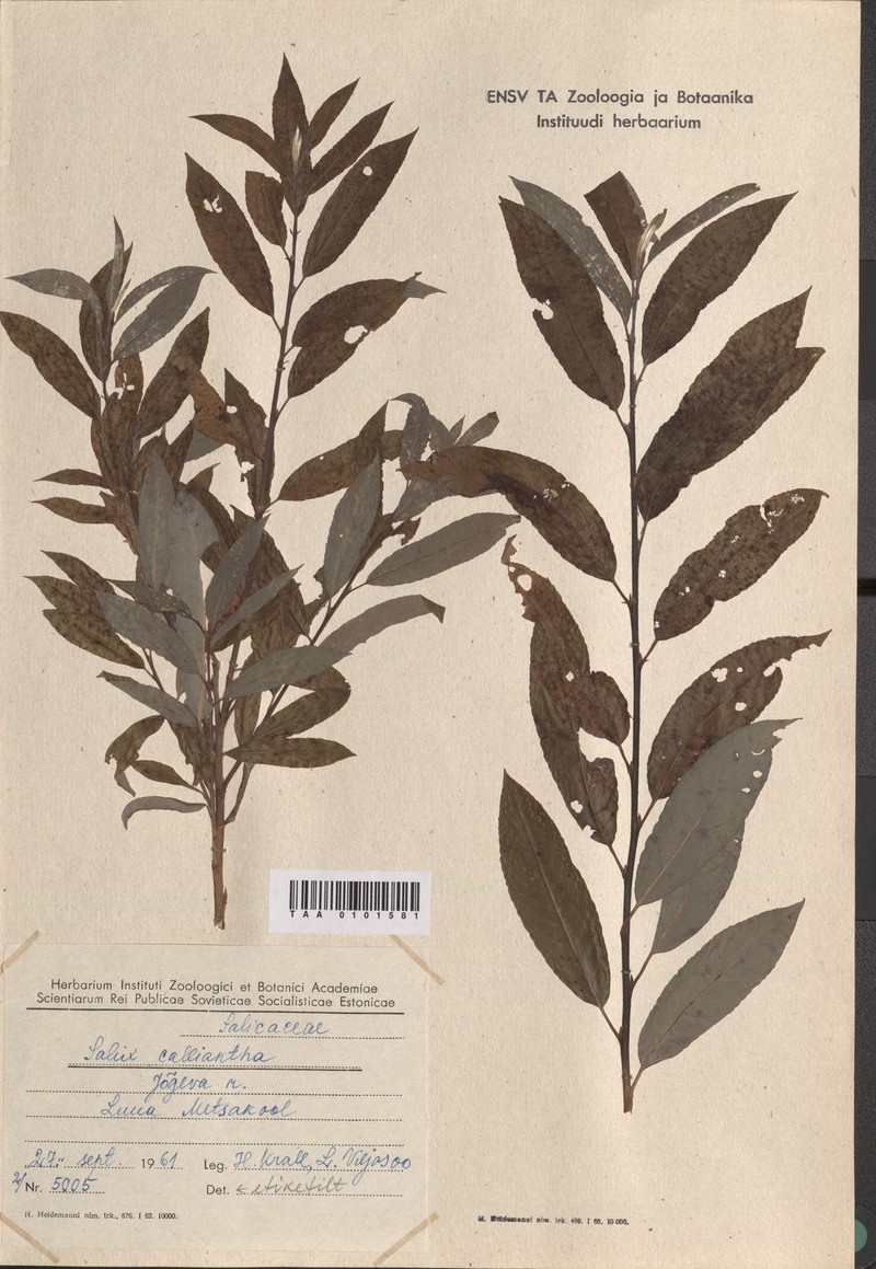 Salix × calliantha