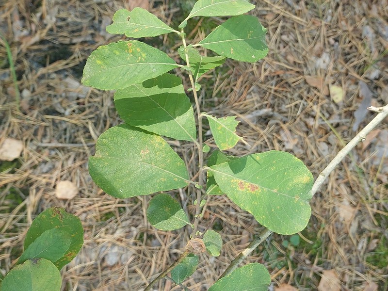 Salix × capreola
