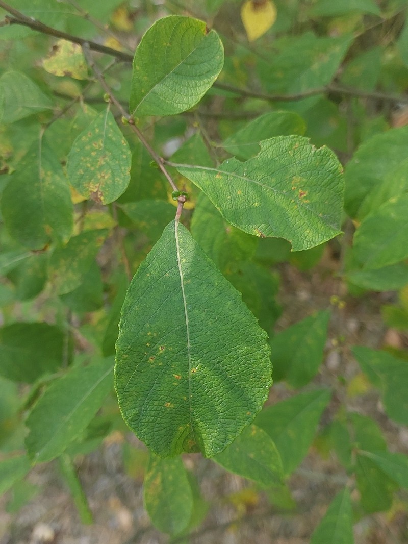 Salix × capreola photo 2