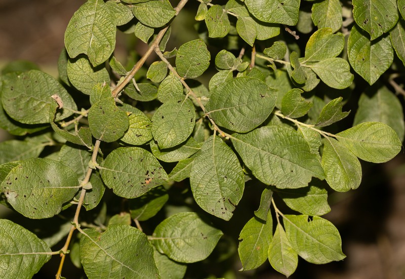 Salix × capreola photo 3