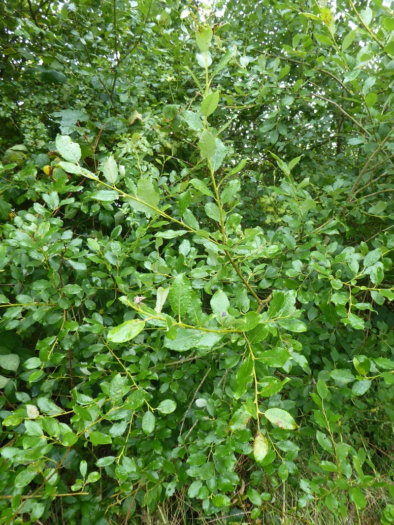 Salix × capreola photo 4