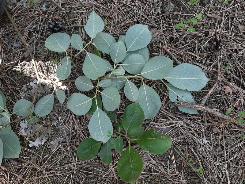 Salix × capreola photo 5