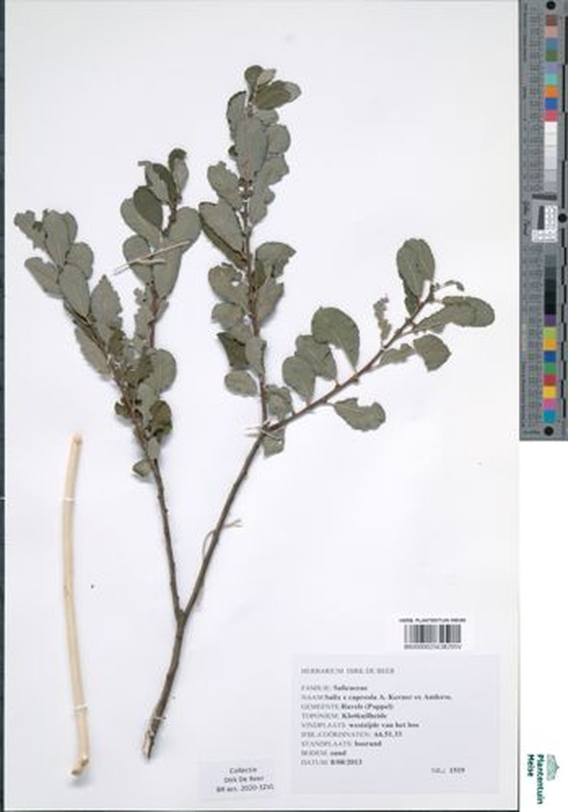 Salix × capreola photo 6
