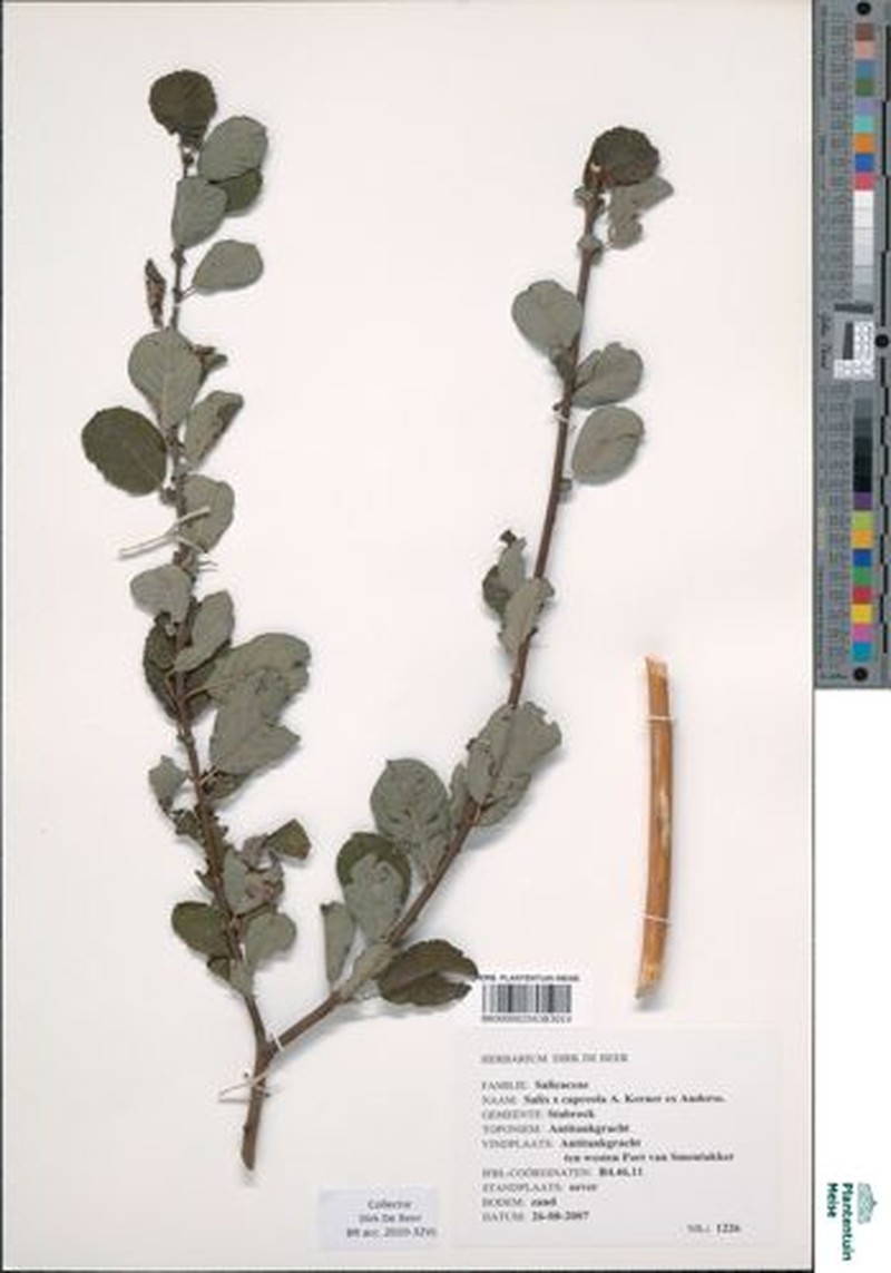 Salix × capreola photo 7