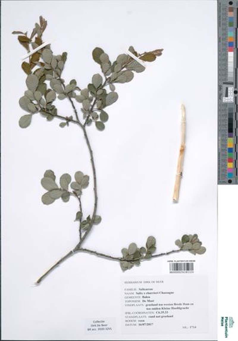 Salix × charrieri