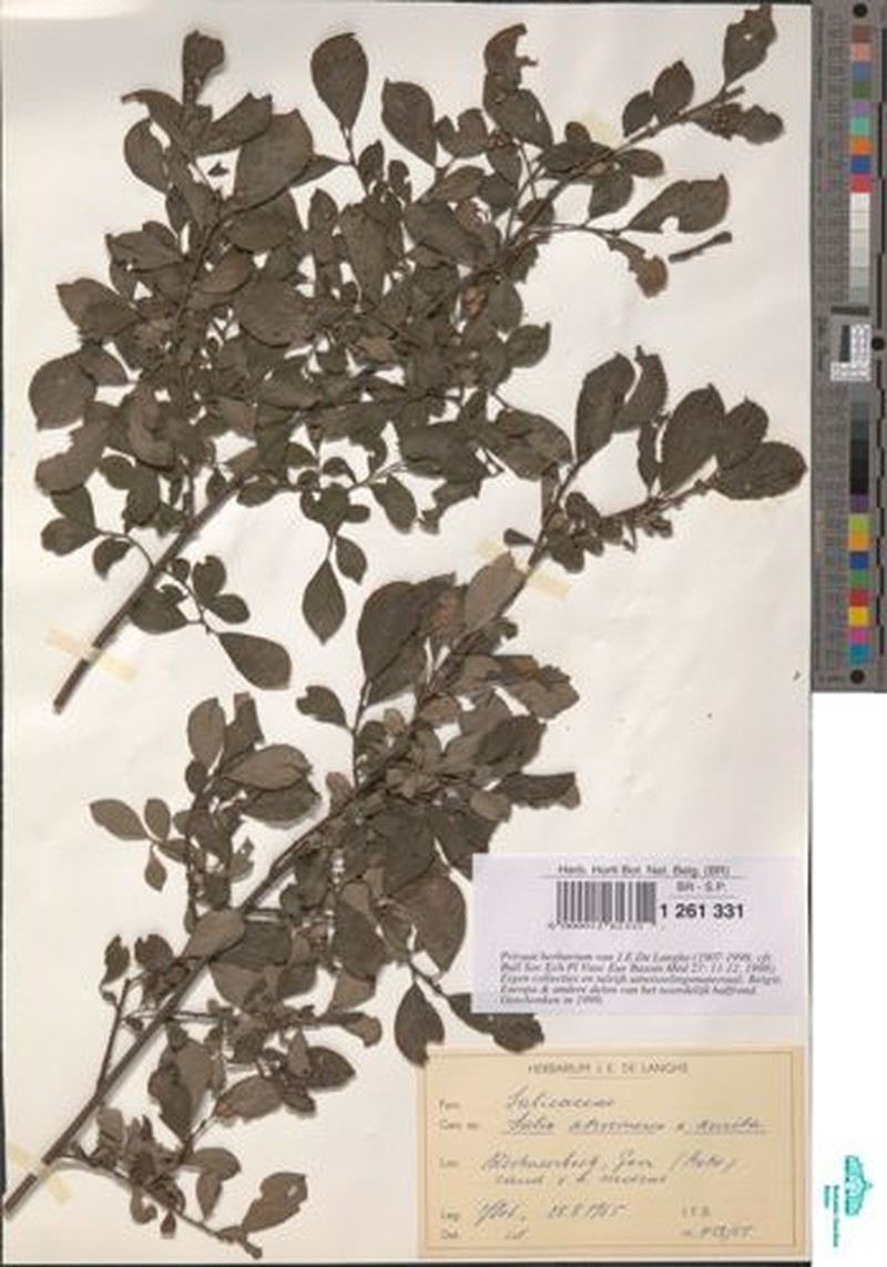 Salix × charrieri photo 3