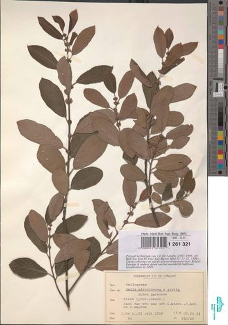Salix × charrieri photo 7