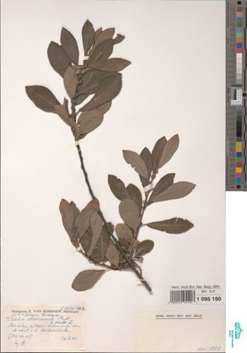 Salix × charrieri photo 8