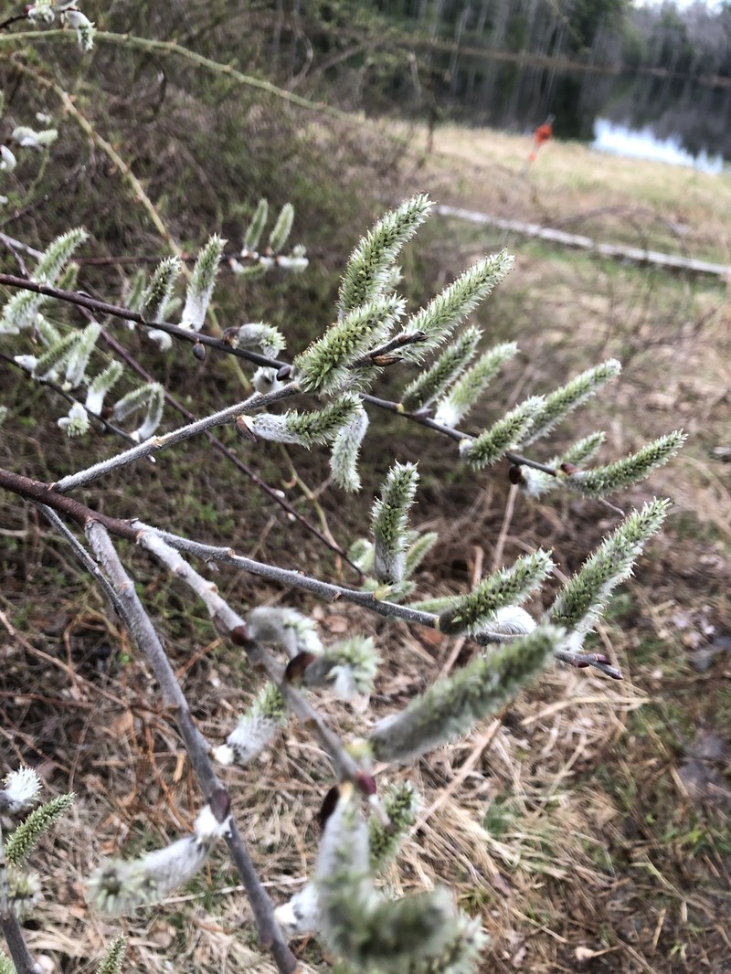 hybrid willow