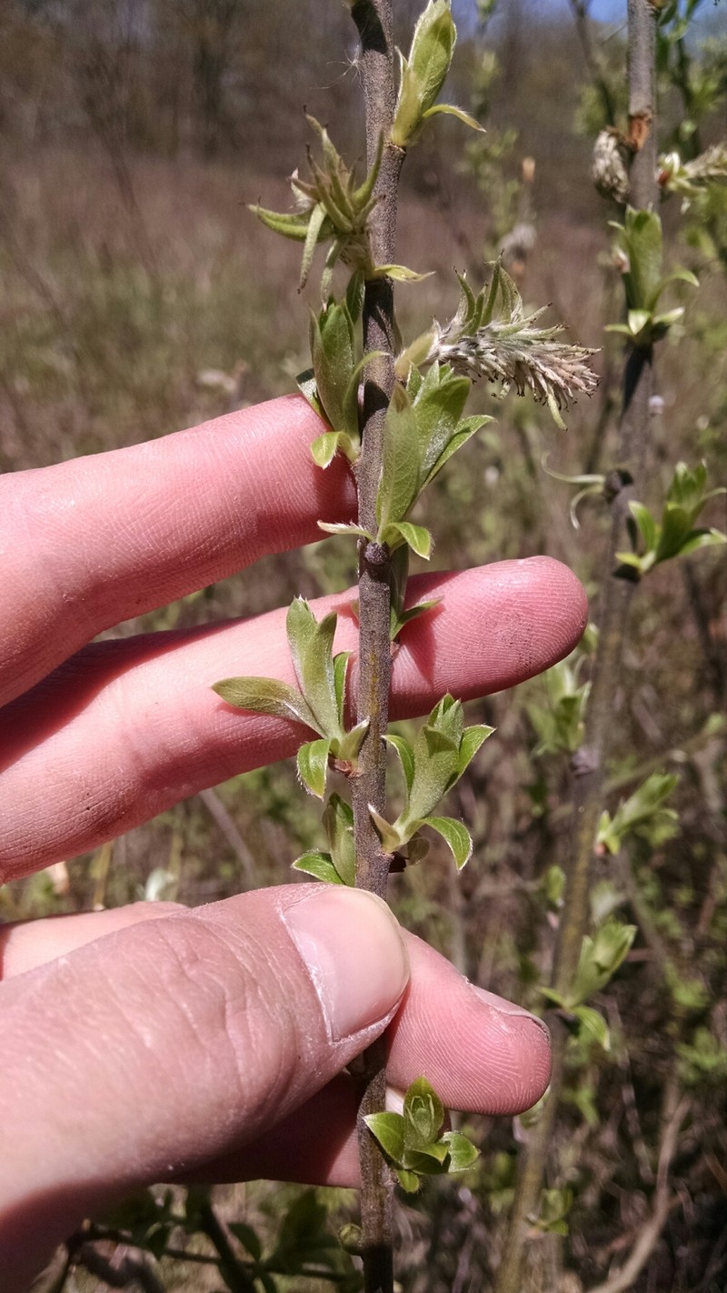 hybrid willow photo 2