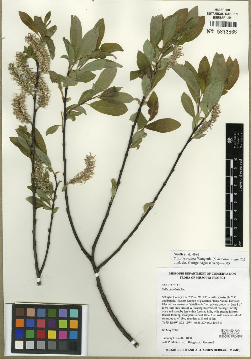 hybrid willow photo 3