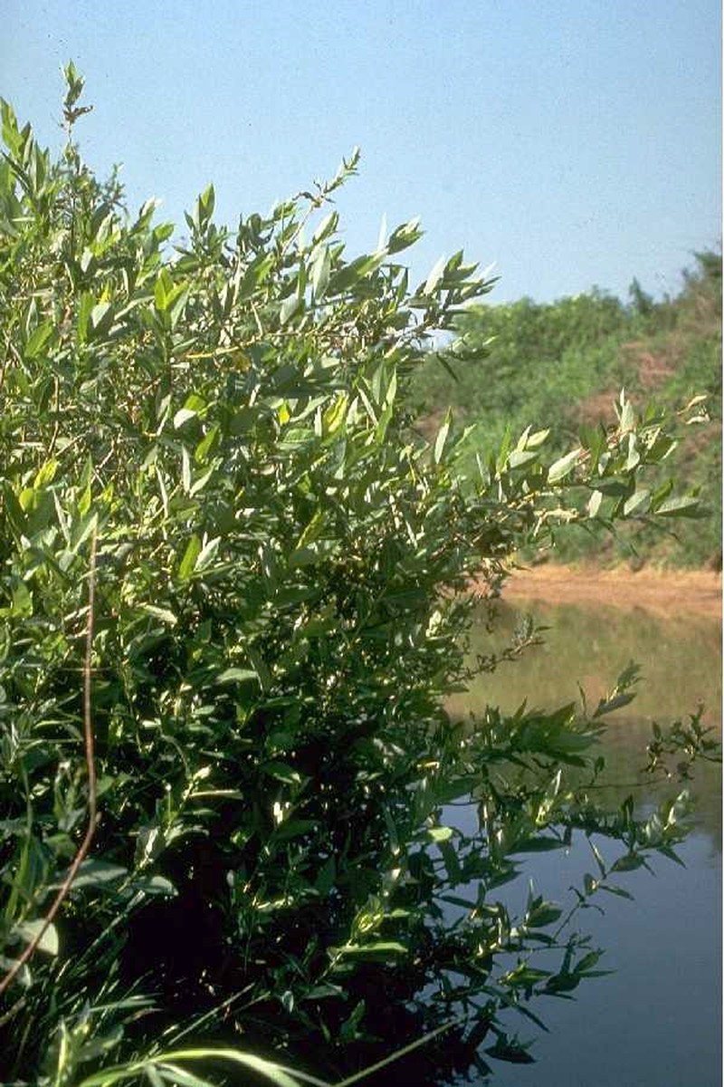 Cottet Willow