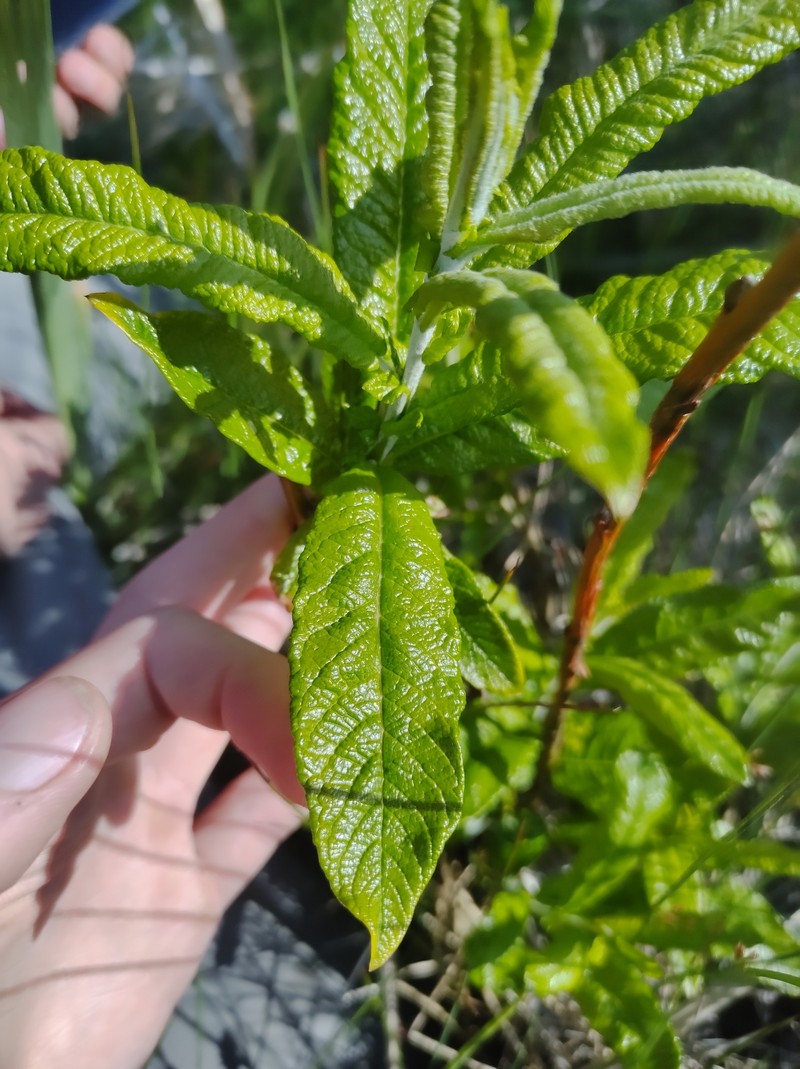 hybrid willow