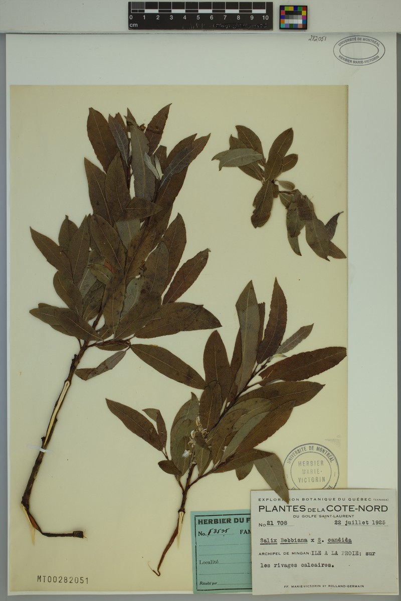 hybrid willow photo 3