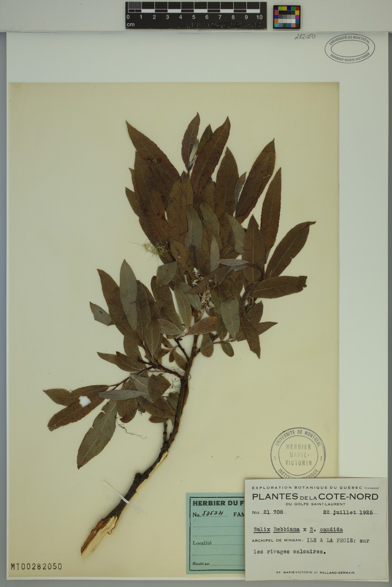 hybrid willow photo 4