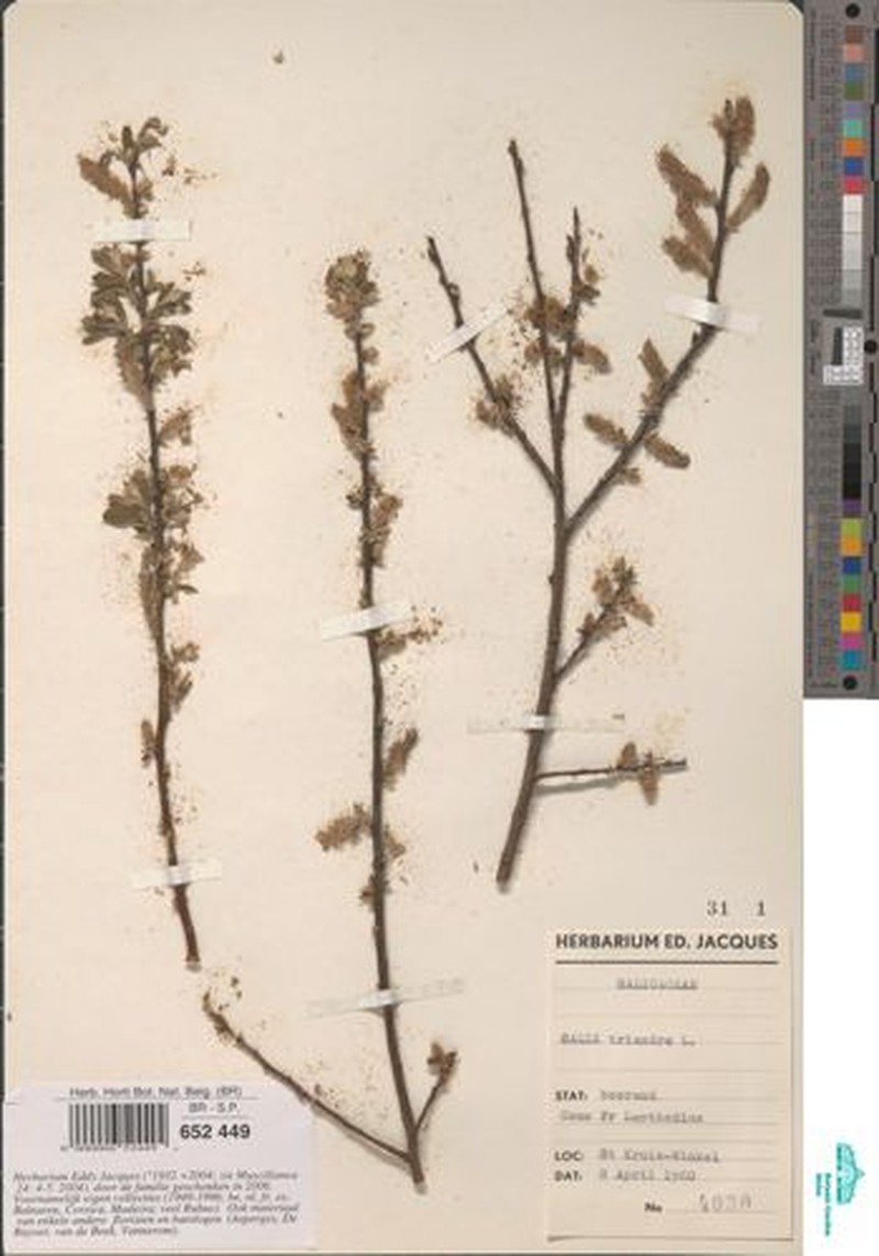 Sali dichroa