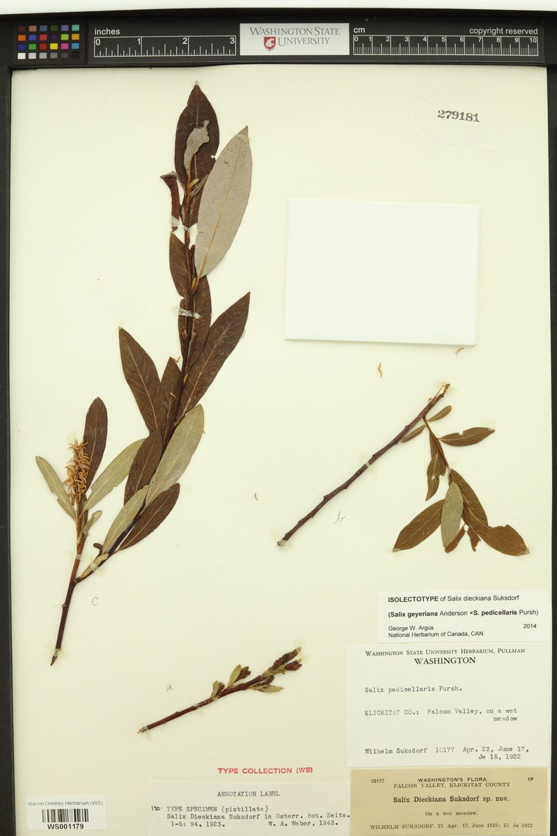 hybrid willow