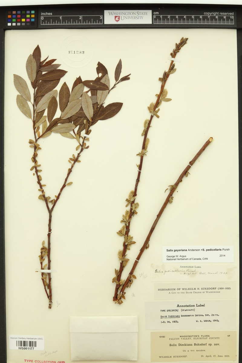 hybrid willow photo 2