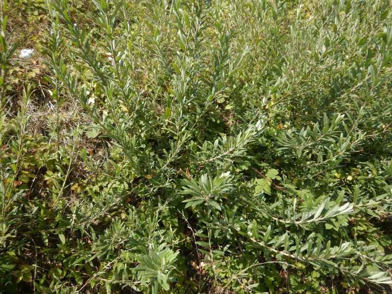 Donian Willow