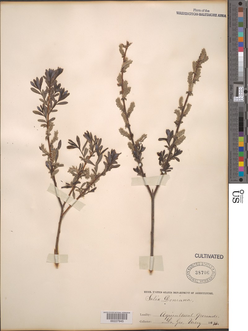 Donian Willow photo 2