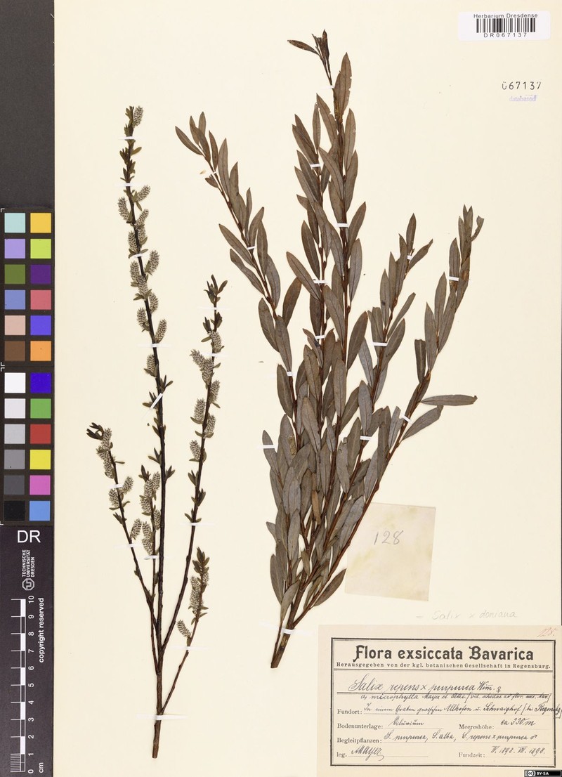 Donian Willow photo 3
