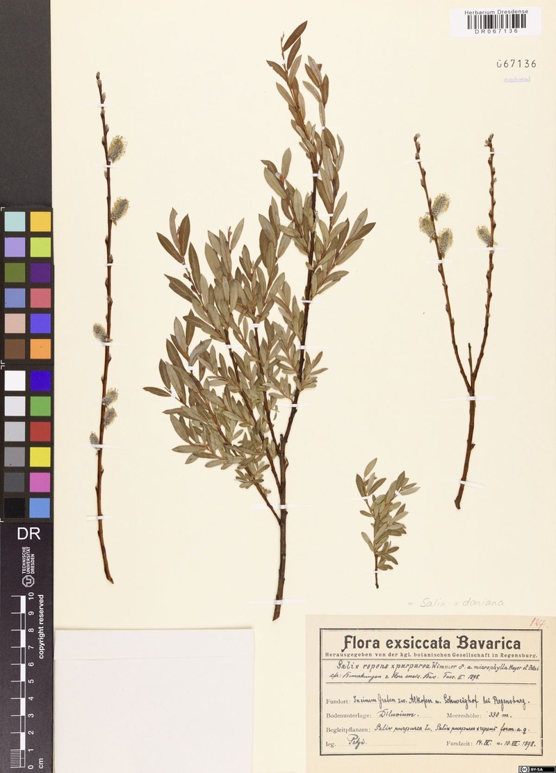 Donian Willow photo 4