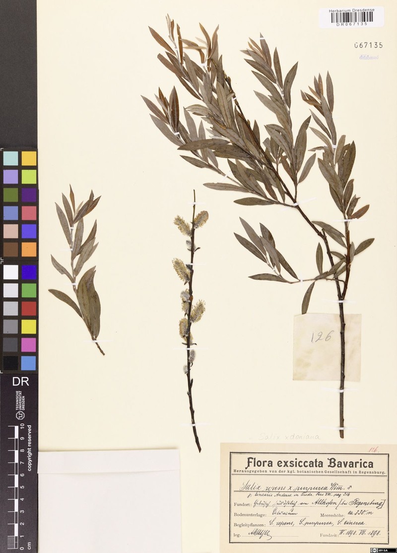 Donian Willow photo 5