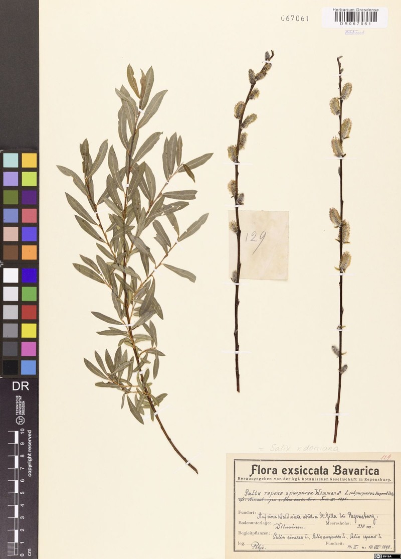 Donian Willow photo 6