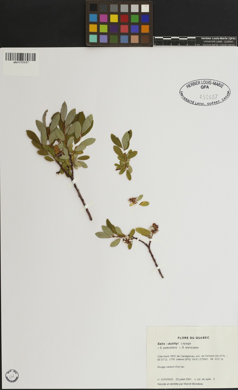 Dutilly's Willow